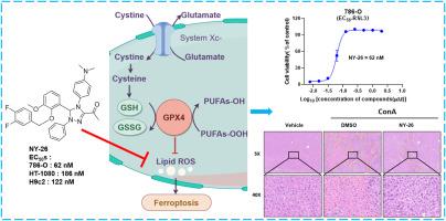 Discovery and optimization of 1,2,4-triazole derivatives as novel ferroptosis inhibitors