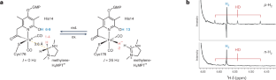 [Fe]-hydrogenase intermediates revealed