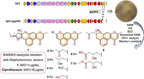 Naphpyrones A–H, Antibacterial Aromatic Polyketides Isolated from the Streptomyces coelicolor A3(2)/spi1 ΔspiH3