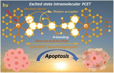 Exploring Excited-State Intramolecular Proton-Coupled Electron Transfer in Dinuclear Ir(III)-Complex via Covalently Tagged Hydroquinone: Phototherapy Through Futile Redox Cycling