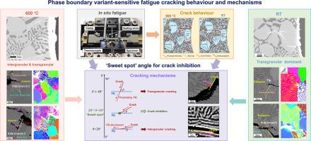 FCC/B2 phase boundary variant-sensitive fatigue cracking in a eutectic high entropy alloy at high temperature