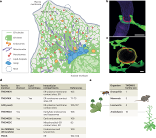 Wide-ranging cellular functions of ion channels and lipid scramblases in the structurally related TMC, TMEM16 and TMEM63 families