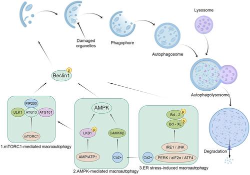 The role of macroautophagy in substance use disorders