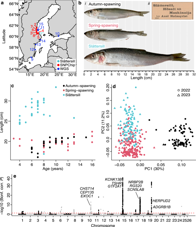 Evolution of fast-growing piscivorous herring in the young Baltic Sea
