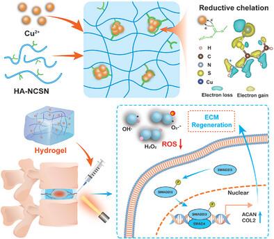A One-Stone-Two–Birds Strategy for Intervertebral Disc Repair: Constructing a Reductive Chelation Hydrogel to Mitigate Oxidative Stress and Promote Disc Matrix Reconstruction