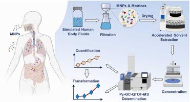 Quantitative tracking of the transformation of micro- and nanoplastics in simulated human body fluid