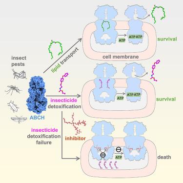 Squeeze pumping of lipids and insecticides by ABCH transporter