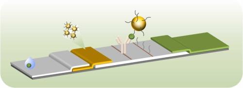 Signal-on lateral flow immunoassays for rapid detection of tetrodotoxin in pufferfish