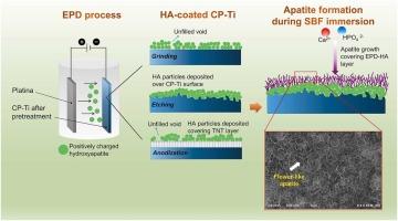 Advancing titanium implant performance: Optimizing hydroxyapatite electrophoretic deposition through comparative analysis of surface pretreatment techniques