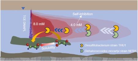 Reductive dechlorination of trichloroethene at concentrations approaching saturation by a Desulfitobacterium-containing community