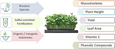 Enhancement of yield and functional quality of Brassica microgreens: Effects of fertilization and substrate