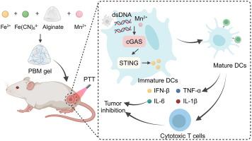 Plug-and-play prussian blue-manganese hydrogel for tumor photoimmunotherapy in vivo