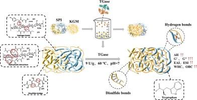 Effect of transglutaminase treatment on the physicochemical properties and structural characteristics of soy protein isolate/konjac glucomannan complex