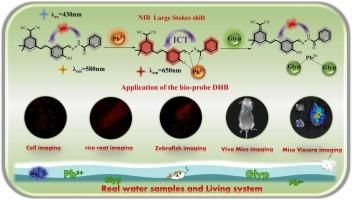 A near-infrared multifunctional fluorescent bio-probe with large stokes shift and high quantum yield for effective determination of heavy metal lead and pesticide glyphosate in vitro and vivo