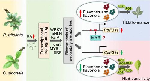 Integrated Transcriptome and Metabolome Analysis Reveals Insights into Flavone and Flavonol Biosynthesis in Salicylic Acid-Induced Citrus Huanglongbing Tolerance