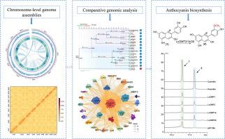 Lonicera caerulea genome reveals molecular mechanisms of freezing tolerance and anthocyanin biosynthesis