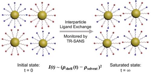 Interparticle Ligand Exchange Kinetics Revealed by Time-Resolved SANS