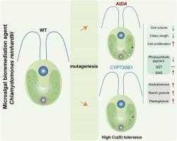 Insertional mutagenesis of AIDA or CYP720B1 in the green alga Chlamydomonas reinhardtii confers copper(II) tolerance and increased biomass