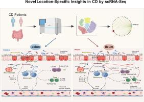 Comprehensive analysis of heterogeneity and cell-cell interactions in Crohn’s disease reveals novel location-specific insights