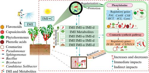 Plant Coumarin Metabolism–Microbe Interactions: An Effective Strategy for Reducing Imidacloprid Residues and Enhancing the Nutritional Quality of Pepper