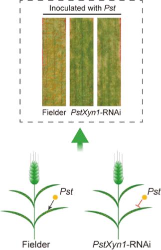 Secreted Xylanase PstXyn1 Contributes to Stripe Rust Infection Possibly by Overcoming Cell Wall Barrier and Suppressing Defense Responses in Wheat