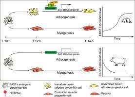 Elevated EBF2 in mouse but not pig drives the progressive brown fat lineage specification via chromatin activation