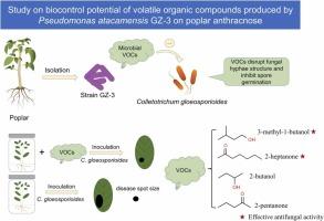 Study on biocontrol potential of volatile organic compounds produced by Pseudomonas atacamensis GZ-3 on poplar anthracnose