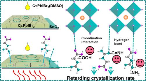 Functional Analysis and Instructive Selection of a Green Additive Achieve Dual-Interface Modification for Fabricating Self-Powered, High-Performance Perovskite Photodetectors