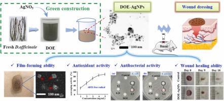 Green construction of Dendrobium officinale extracts-silver nanocomposites for skin wound healing