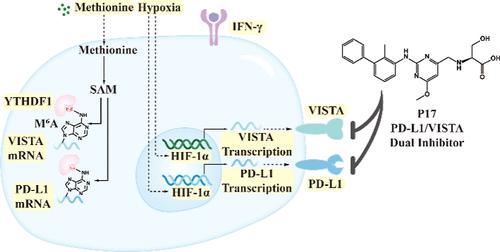Novel PD-L1/VISTA Dual Inhibitor as Potential Immunotherapy Agents