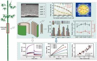 Hierarchical characteristics in radial direction of Bambusa textilis McClure and their influence on tensile properties