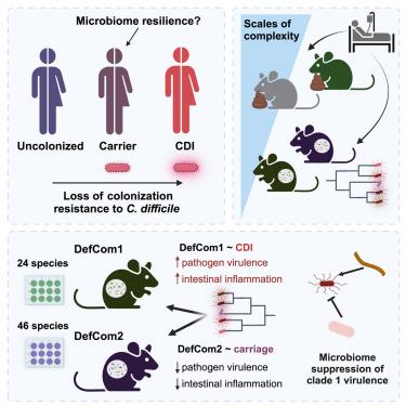 Commensal-pathogen dynamics structure disease outcomes during Clostridioides difficile colonization