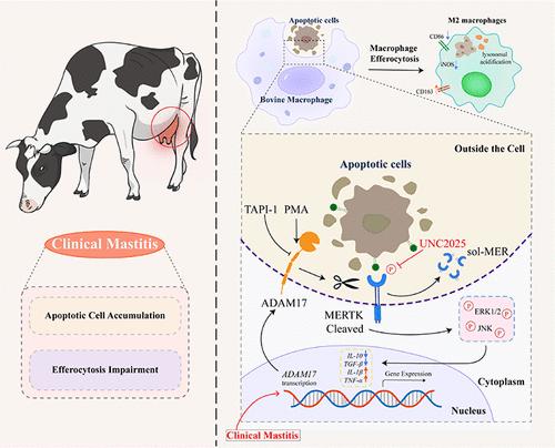 A Disintegrin and Metalloproteinase 17 Disrupts Bovine Macrophage MER Proto-Oncogene Tyrosine Kinase Integrity to Impede Apoptotic Cell Clearance and Promote Inflammation in Clinical Mastitis