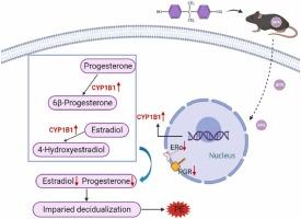 Exposure to Bisphenol A jeopardizes decidualization and consequently triggers preeclampsia by up-regulating CYP1B1