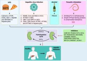 Protein palmitoylation in hepatic diseases: Functional insights and therapeutic strategies