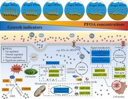 Unraveling the impact of PFOA toxicity on Zostera marina using a multi-omics approach: Insights from growth, physiological, transcriptomic, and metabolomic signatures