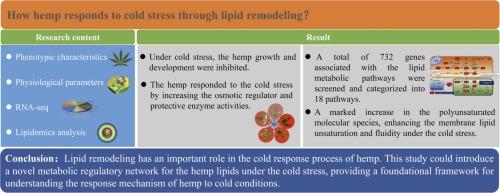 Lipidomic remodeling in Cannabis sativa L. under cold tolerance