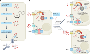 Insights into phosphate homeostasis regulation by XPR1