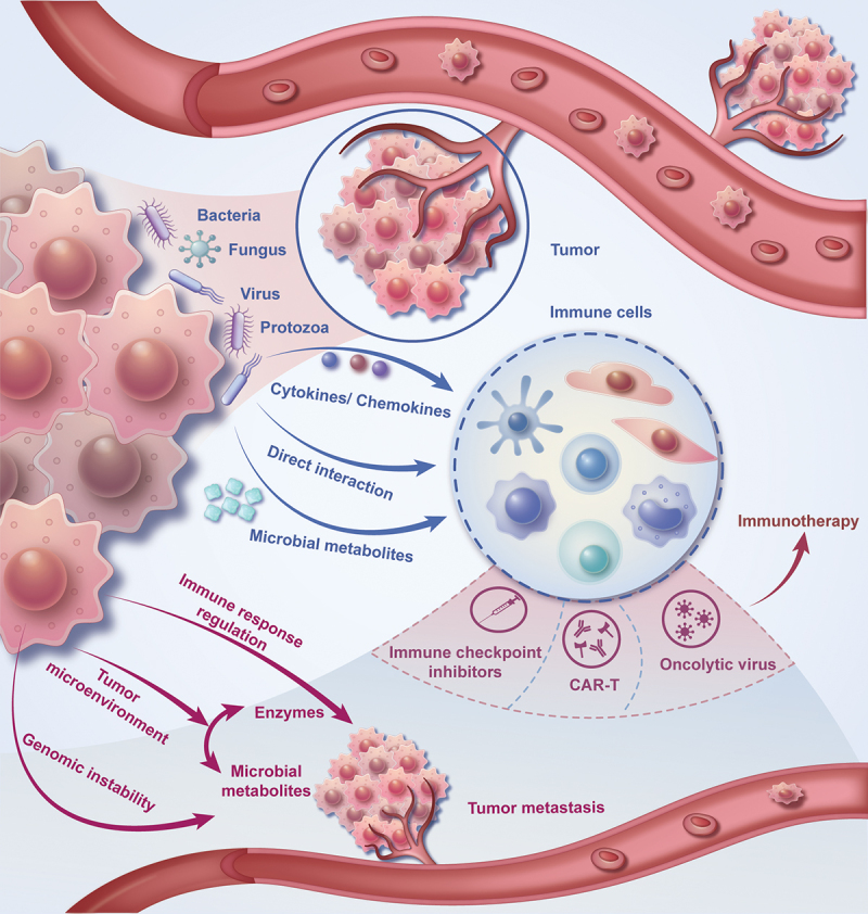 The critical role of tumor microbiome in cancer immunotherapy.