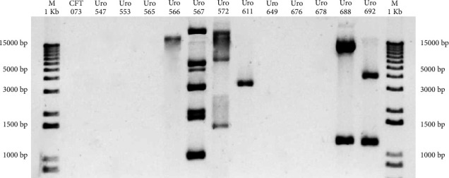 Differential Expression of <i>fimH</i>, <i>ihf</i>, <i>upaB</i>, and <i>upaH</i> Genes in Biofilms- and Suspension-Grown Bacteria From Samples of Different Uropathogenic Strains of <i>Escherichia coli</i>.