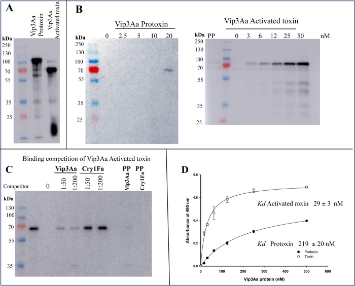 Insights into the structural changes that trigger receptor binding upon proteolytic activation of Bacillus thuringiensis Vip3Aa insecticidal protein.
