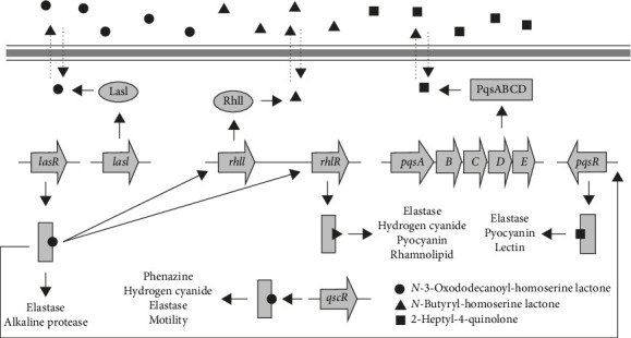 The Bacterial Biofilms: Formation, Impacts, and Possible Management Targets in the Healthcare System.