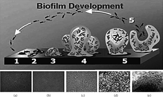 The Bacterial Biofilms: Formation, Impacts, and Possible Management Targets in the Healthcare System.