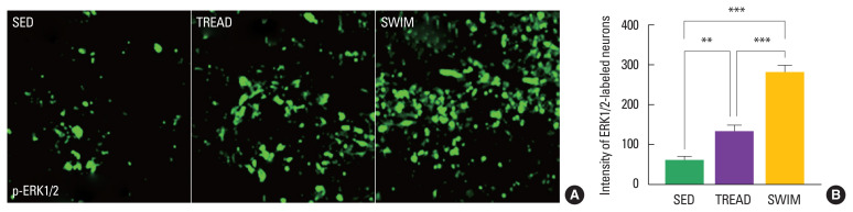 The effects of weight- and non-weight-bearing exercise on corticospinal axon sprouting, regeneration-related proteins and functional recovery after spinal cord contusion.