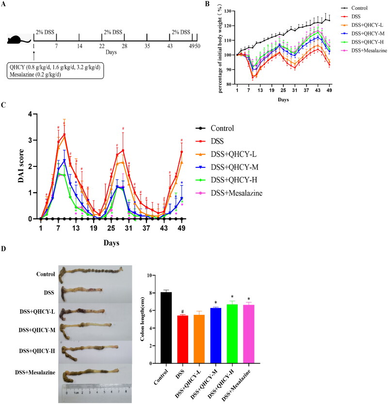 Qing Hua Chang Yin ameliorates chronic colitis in mice by inhibiting PERK-ATF4-CHOP pathway of ER stress and the NF-κB signalling pathway.
