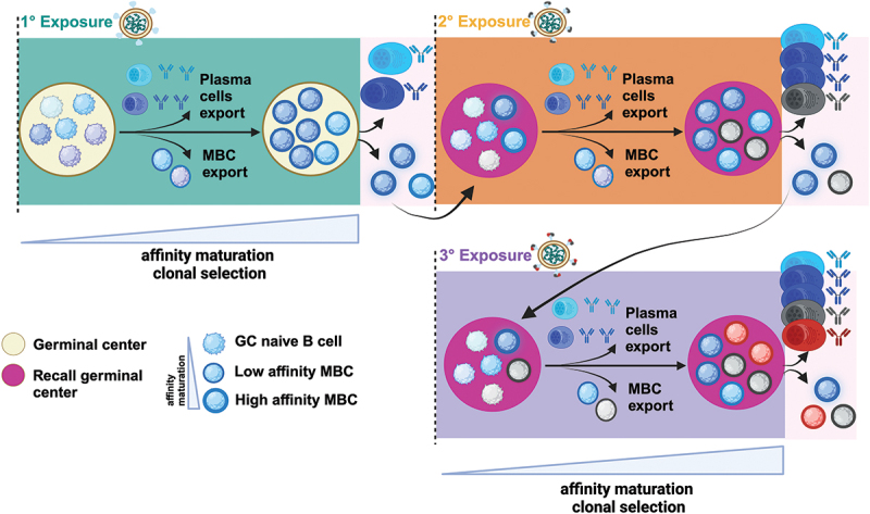 Immune imprinting: The persisting influence of the first antigenic encounter with rapidly evolving viruses.