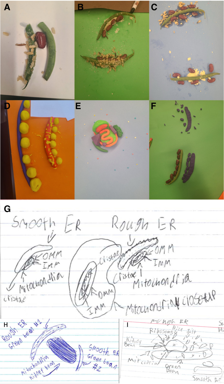A workshop to enrich physiological understanding through hands-on learning about mitochondria-endoplasmic reticulum contact sites.