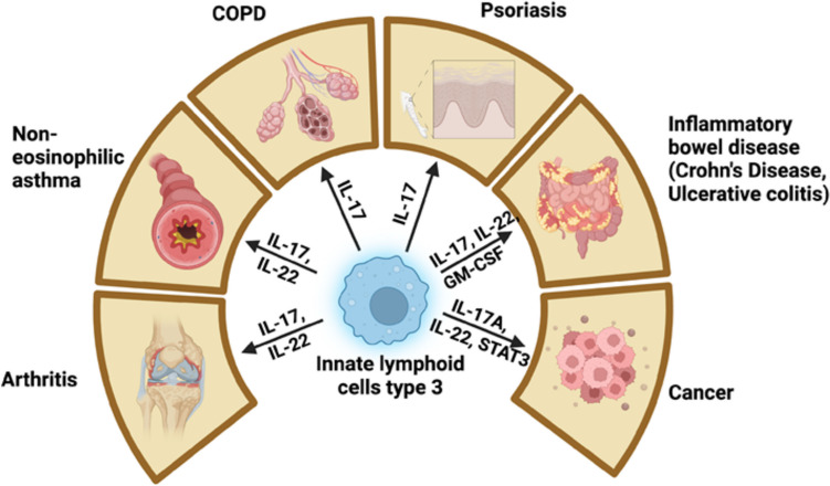 Group 3 Innate Lymphoid Cells: A Potential Therapeutic Target for Steroid Resistant Asthma.