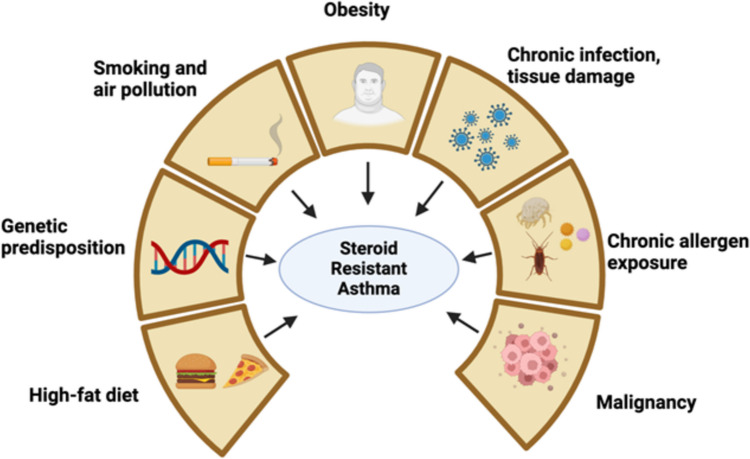 Group 3 Innate Lymphoid Cells: A Potential Therapeutic Target for Steroid Resistant Asthma.