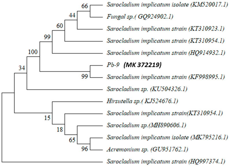 Isolating and Identifying One Strain with Lead-Tolerant Fungus and Preliminary Study on Its Capability of Biosorption to Pb<sup>2</sup>.